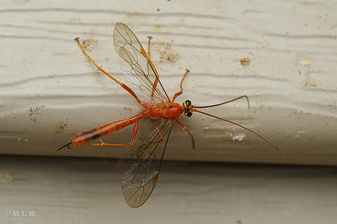 Genus Netelia Genus Netelia a member of Ichneumonid Wasps Family Ichneumonidae Ichneumonid Wasps,Ichneumonidae,Netelia