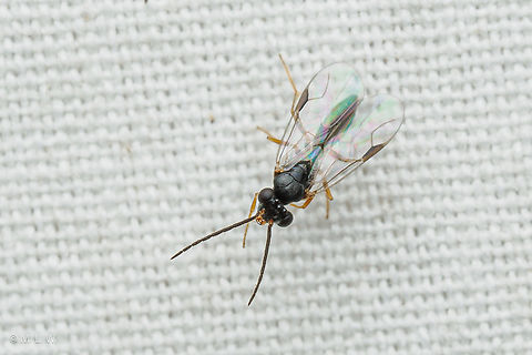 Pincer Wasps (Family Dryinidae) Pincer Wasps - Family Dryinidae
Quote from  @hineroptera on iNat--"This quickly keys to Dryinidae in Hymenoptera of the World by the separated C+R veins and 8 flagellomeres (p.75, couplet 21). Also see example wing venation on bugguide.

That really put the face into place for me - it's such an odd triangular shape with the mandibles projected forward. Dryinidae are amazing little creatures that have raptorial forearms and catch & release leafhoppers to parasitize. The bulging sac the larvae makes is impressive. Anyway I always feel like they look like little mantises, including the triangular face.

This is a male (no cool forearms to show off). Females are often wingless, sitting and waiting in place as ambush hunters."
 Dryinidae,Pincer Wasps