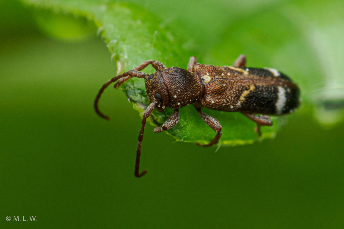 Psenocerus supernotatus Currant-tip Borer - Psenocerus supernotatus is a species of beetle in the family Cerambycidae, and the only species in the genus Psenocerus. It was described by Say in 1823. Currant-tip Borer,Psenocerus,Psenocerus supernotatus,USA