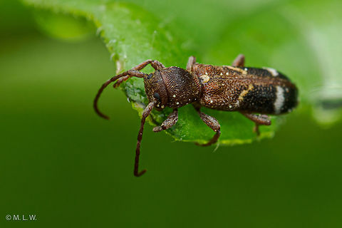 Psenocerus supernotatus Currant-tip Borer - Psenocerus supernotatus is a species of beetle in the family Cerambycidae, and the only species in the genus Psenocerus. It was described by Say in 1823. Currant-tip Borer,Psenocerus,Psenocerus supernotatus,USA