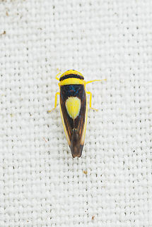 Colladonus clitellarius Saddled Leafhopper - Colladonus clitellarius Colladonus clitellarius,Saddled Leafhopper,USA,insect