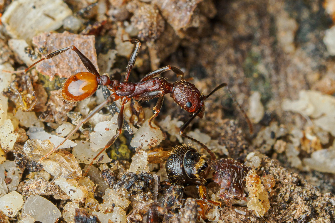 Aphaenogaster lamellidens Notched Collared Ant<br />
Aphaenogaster lamellidens Aphaenogaster lamellidens,Notched Collared Ant