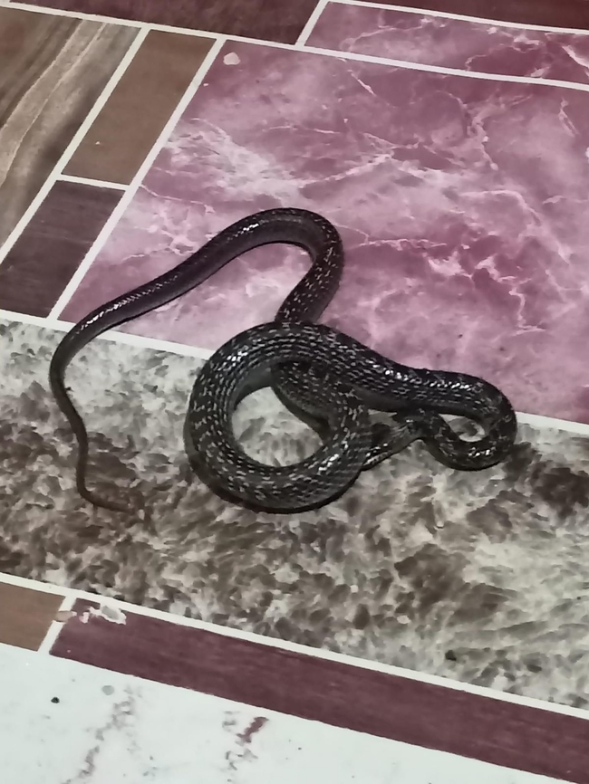 Lycodon capucinus Oriental wolf snake Geotagged,Lycodon capucinus,Oriental wolf snake,Philippines