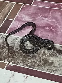 Lycodon capucinus Oriental wolf snake Geotagged,Lycodon capucinus,Oriental wolf snake,Philippines