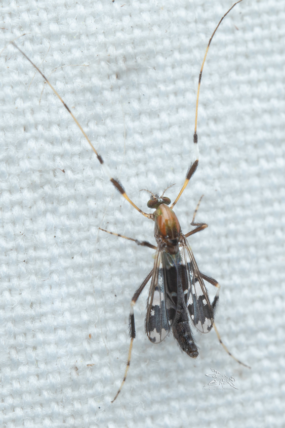 Kribiodorum perpulchrum Explanation of Names: Perpulcher means "most beautiful". Townes(1) wrote "This is the most exquisitely colored of all tendipedids known to me."<br />
Size: Wing length 2.7 mm<br />
Range: Eastern United States and southern Ontario and Quebec<br />
Habitat: "Larvae occur on dead wood in streams and rivers" [2]<br />
<br />
Works Cited:<br />
1. The Nearctic Species of Tendipedini - Henry K. Townes. 1945. University of Notre Dame. <br />
2. Identification Manual for the Larval Chironomidae (Diptera) of North and South Carolina  Family Chironomidae,Kribiodorum perpulchrum