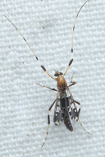 Kribiodorum perpulchrum Explanation of Names: Perpulcher means "most beautiful". Townes(1) wrote "This is the most exquisitely colored of all tendipedids known to me."
Size: Wing length 2.7 mm
Range: Eastern United States and southern Ontario and Quebec
Habitat: "Larvae occur on dead wood in streams and rivers" [2]

Works Cited:
1. The Nearctic Species of Tendipedini - Henry K. Townes. 1945. University of Notre Dame. 
2. Identification Manual for the Larval Chironomidae (Diptera) of North and South Carolina  Family Chironomidae,Kribiodorum perpulchrum