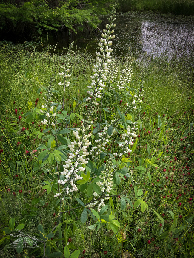 Baptisia lactea White False Indigo (Baptisia lactea)<br />
<figure class="photo"><a href="https://www.jungledragon.com/image/168813/baptisia_lactea.html" title="Baptisia lactea"><img src="https://s3.amazonaws.com/media.jungledragon.com/images/4526/168813_thumb.jpg?AWSAccessKeyId=05GMT0V3GWVNE7GGM1R2&Expires=1759968010&Signature=nL4ObEZIqbSgKbnNmS8Um1Ld7%2F0%3D" width="114" height="152" alt="Baptisia lactea White False Indigo (Baptisia lactea) <br />
<br />
https://www.jungledragon.com/image/168812/baptisia_alba.html Baptisia lactea,Geotagged,Spring,United States,White False Indigo" /></a></figure> Baptisia lactea,Geotagged,Spring,United States,White False Indigo