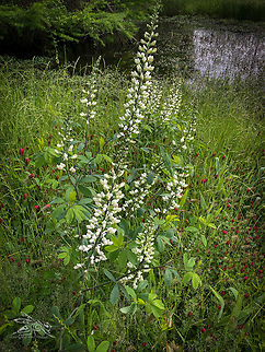 Baptisia lactea White False Indigo (Baptisia lactea)
https://www.jungledragon.com/image/168813/img_4505.html Baptisia lactea,Geotagged,Spring,United States,White False Indigo