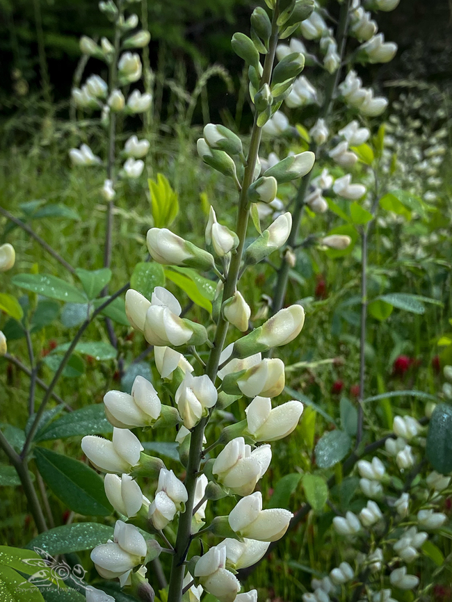 Baptisia lactea White False Indigo (Baptisia lactea) <br />
<br />
<figure class="photo"><a href="https://www.jungledragon.com/image/168812/baptisia_lactea.html" title="Baptisia lactea"><img src="https://s3.amazonaws.com/media.jungledragon.com/images/4526/168812_thumb.jpg?AWSAccessKeyId=05GMT0V3GWVNE7GGM1R2&Expires=1759968010&Signature=df3FQRZ4Ro11wEItgl38ODyujuE%3D" width="114" height="152" alt="Baptisia lactea White False Indigo (Baptisia lactea)<br />
https://www.jungledragon.com/image/168813/img_4505.html Baptisia lactea,Geotagged,Spring,United States,White False Indigo" /></a></figure> Baptisia lactea,Geotagged,Spring,United States,White False Indigo