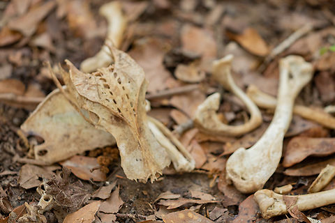 Coragyps atratus (Black vulture) Black vulture (Coragyps atratus) bones verified ID on iNaturalist @ https://www.inaturalist.org/observations/74168154 Black vulture,Coragyps atratus,Geotagged,Spring,United States