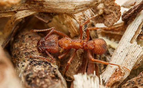 Trachymyrmex septentrionalis Northern Fungus-farming Ant ( Trachymyrmex septentrionalis) - The species is common in eastern United States, where it inhabits sandy soils. It is the most widely distributed fungus-growing ant in the United States, known from Texas to Florida, north to Illinois, Ohio and New York. (the most extensive distribution of all attine ants in the US)
Fungus-farming ants, in the tribe Attini, have co-evolved with certain actinobacteria (especially Streptomyces and Pseudonocardia), which protect the ants&rsquo; cultivated fungi against pathogenic fungi (Escovopsis species). The Attini ants harbor actinobacteria in both the fungal gardens they cultivate and in biofilms on their exoskeletons. Northern Fungus-farming Ant,Trachymyrmex septentrionalis,United States