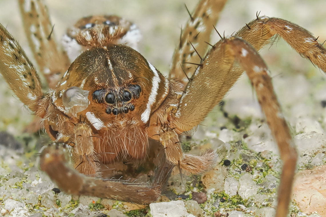Dolomedes triton Six-spotted Fishing Spider - Dolomedes triton (female) Dolomedes triton,Six-spotted fishing spider,United States