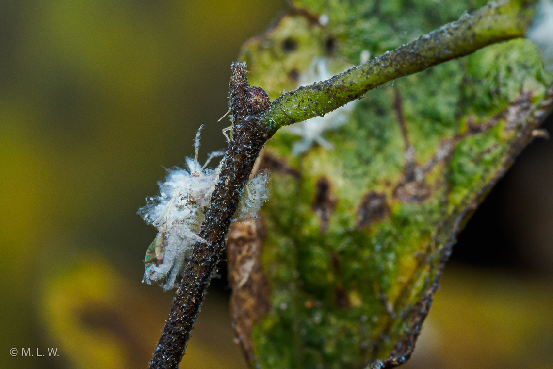 Asian Woolly Hackberry Aphid (Shivaphis celti) Asian Woolly Hackberry Aphid - Shivaphis celti Asian Woolly Hackberry Aphid,Shivaphis celti,United States