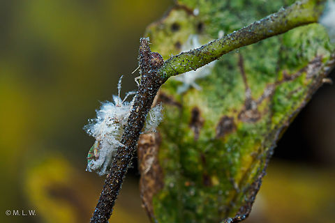 Asian Woolly Hackberry Aphid (Shivaphis celti) Asian Woolly Hackberry Aphid - Shivaphis celti Asian Woolly Hackberry Aphid,Shivaphis celti,United States