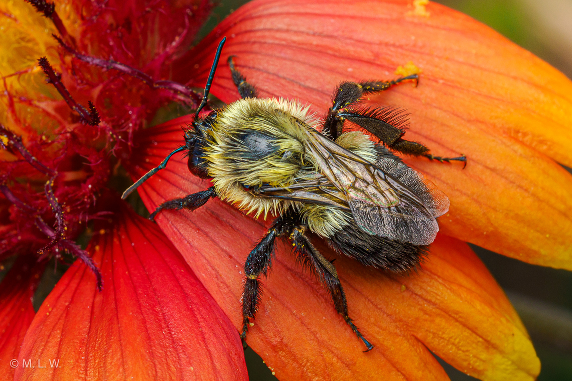 Bombus impatiens Common Eastern Bumble Bee - Bombus impatiens<br />
 Bee,Bombus impatiens,Common Eastern Bumble Bee