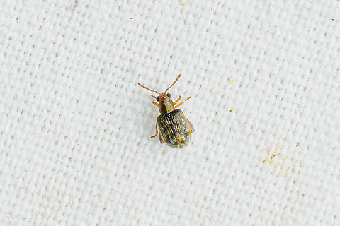 Waterfern Flea Beetle (Pseudolampsis guttata) Waterfern Flea Beetle (Pseudolampsis guttata)
 Range - se. US (OK-TX-FL-NJ) -,most records from plains and coastal states
Food Hosts: mosquitoferns - Azolla (Azollaceae) Pseudolampsis guttata,Waterfern Flea Beetle