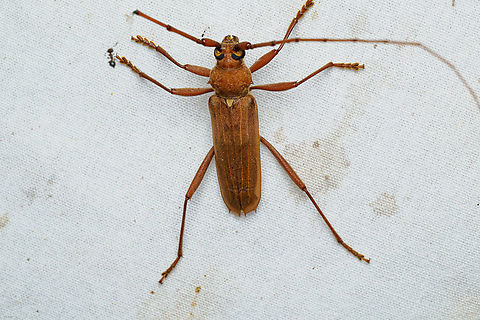 Banded Hickory Borer (Knulliana cincta) Banded Hickory Borer (Knulliana cincta) --They are typically found on hickory and oak trees, where they lay eggs in crevices in the bark or directly into the wood. During their first season, the larvae feed beneath the bark, and later bore deeper into the wood. They sometimes cause significant damage to their host trees. Banded Hickory Borer,Knulliana cincta,United States