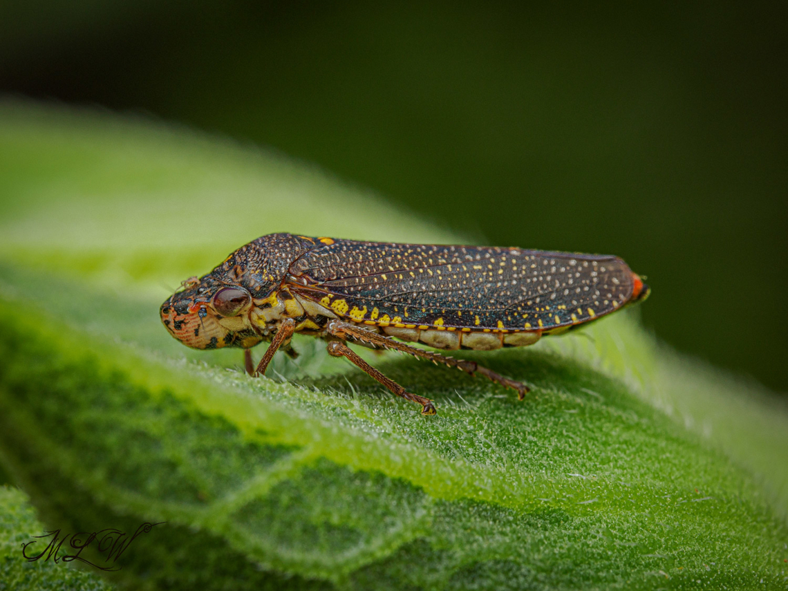 Speckled Sharpshooter (Paraulacizes irrorata) Speckled Sharpshooter (Paraulacizes irrorata)<br />
 Paraulacizes irrorata,Speckled Sharpshooter