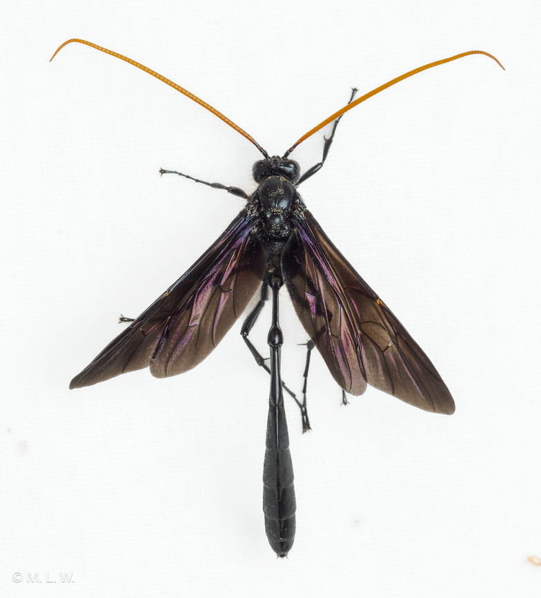 Thyreodon atricolor Thyreodon atricolor - A very distinct and large species with a black body, black wings, and orange-yellow antennae. Distinguishable as an Ophioninae by the laterally compressed abdomen with a distinct, circular "knob" between the first and second segments. Further distinguishable as a Thyreodon by the very large, bulging propodeum. Unlike most Ophioninae, however, the ocelli are very small and inconspicuous.(2) The basal tarsomere is just slightly shorter than the total length of subsequent tarsomeres, not slightly longer as in Therion or nearly twice as long as in Heteropelma (both Anomaloninae: Gravenhorstiini).<br />
Food: Larval hosts: caterpillars of Sphingidae including Lapara bombycoides (northern pine sphinx moth), Lapara coniferarum (southern pine sphinx moth), and Paonias excaecatus (blinded sphinx moth)(2)<br />
Life Cycle: Diurnal unlike most other Ophioninae, which are nocturnal.(3)<br />
Remarks: "Although most members of the huge family Ichneumonidae are difficult to identify, this large species is an easily recognized, day active, slow flying parasitoid of sphinx moth caterpillars."<br />
 Ophioninae,Thyreodon atricolor