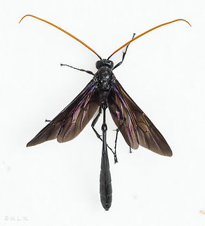 Thyreodon atricolor Thyreodon atricolor - A very distinct and large species with a black body, black wings, and orange-yellow antennae. Distinguishable as an Ophioninae by the laterally compressed abdomen with a distinct, circular "knob" between the first and second segments. Further distinguishable as a Thyreodon by the very large, bulging propodeum. Unlike most Ophioninae, however, the ocelli are very small and inconspicuous.(2) The basal tarsomere is just slightly shorter than the total length of subsequent tarsomeres, not slightly longer as in Therion or nearly twice as long as in Heteropelma (both Anomaloninae: Gravenhorstiini).
Food: Larval hosts: caterpillars of Sphingidae including Lapara bombycoides (northern pine sphinx moth), Lapara coniferarum (southern pine sphinx moth), and Paonias excaecatus (blinded sphinx moth)(2)
Life Cycle: Diurnal unlike most other Ophioninae, which are nocturnal.(3)
Remarks: "Although most members of the huge family Ichneumonidae are difficult to identify, this large species is an easily recognized, day active, slow flying parasitoid of sphinx moth caterpillars."
 Ophioninae,Thyreodon atricolor