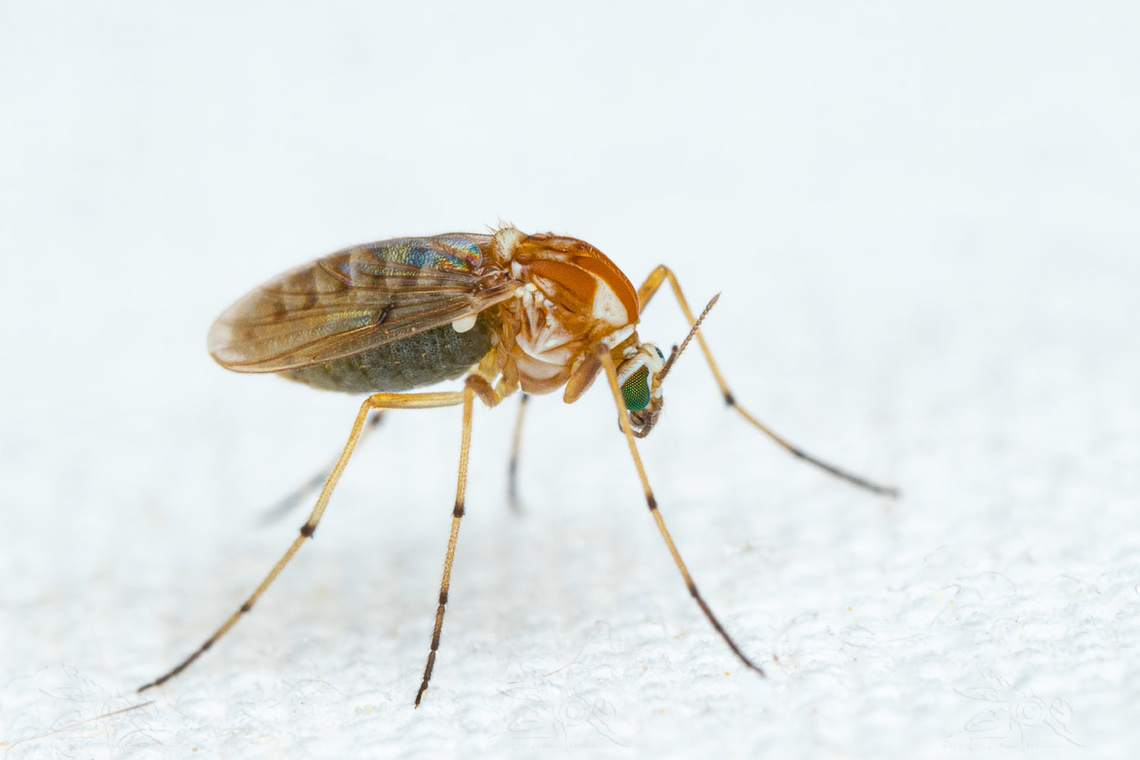 Procladius bellus Procladius bellus Procladius bellus