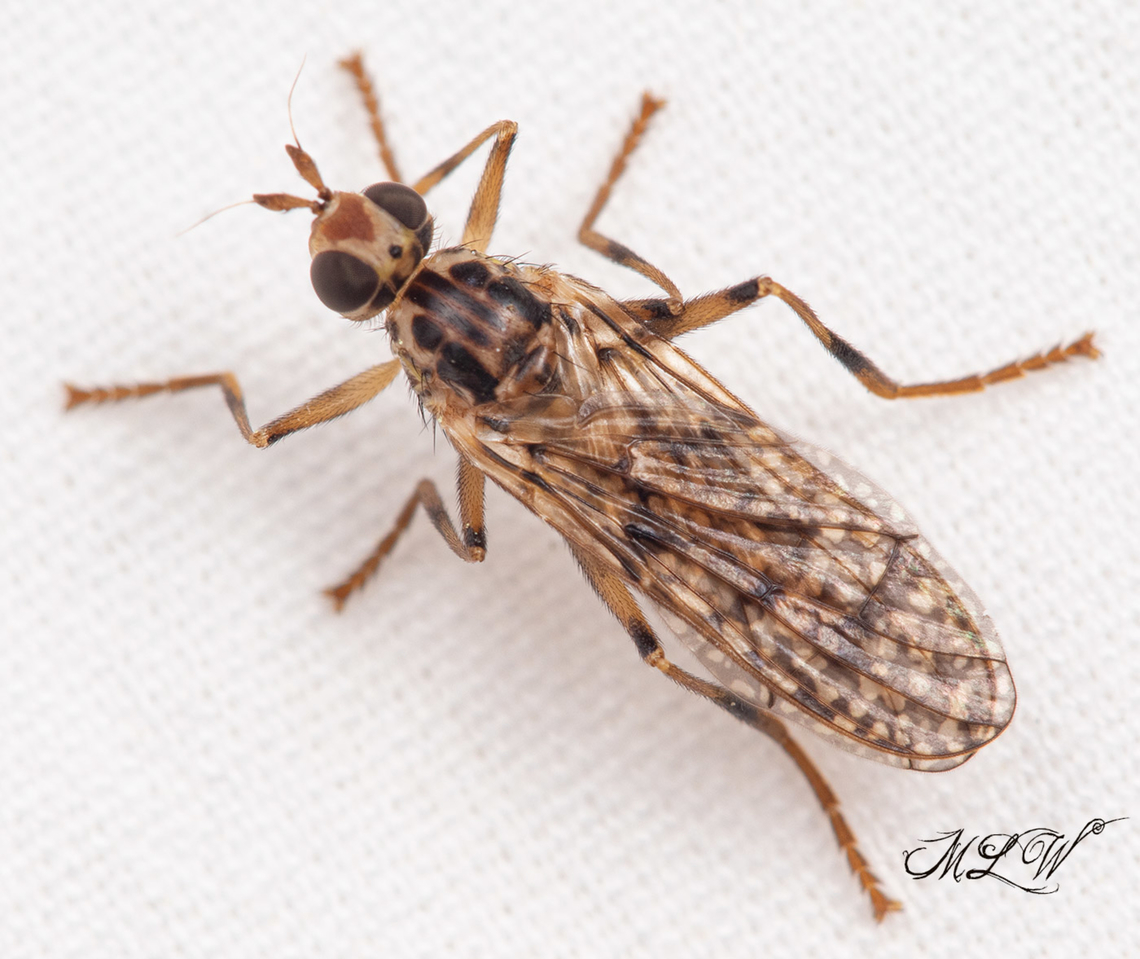 Boreothrinax maculipennis Boreothrinax maculipennis - Scarab Pursuing Flies (Family Pyrgotidae)<br />
As larvae, Pyrgotidae are specialized parasitoids of adult<br />
June beetles, and adult Pyrgotidae can be found at lamps<br />
at night, along with their nocturnal hosts. Boreothrinax maculipennis,Family Pyrgotidae,Scarab Pursuing Flies