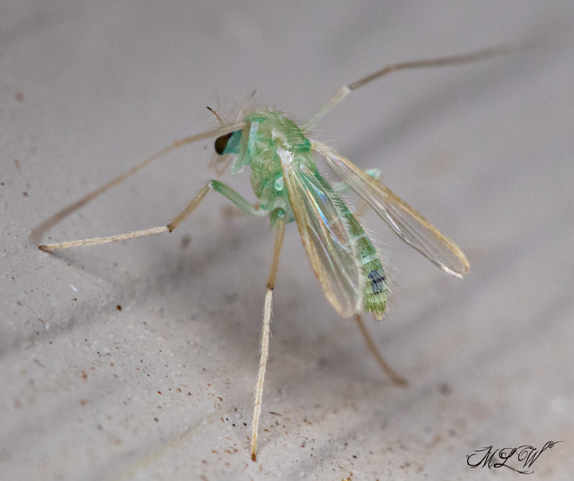 Stenochironomus macateei Stenochironomus macateei is a non-biting midge in the family Chironomidae. Chironomidae,Stenochironomus macateei,non-biting midge