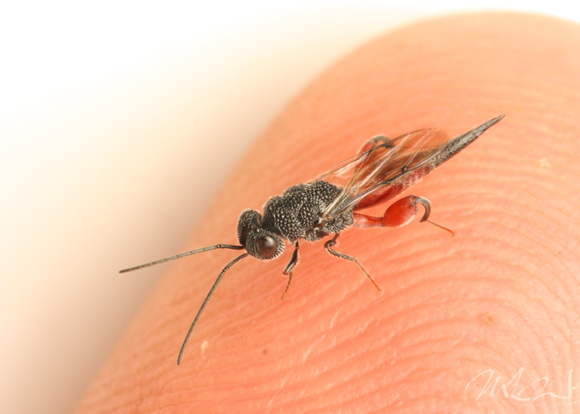 Phasgonophora sulcata Phasgonophora sulcata is a species of chalcidid wasp in the family Chalcididae. It is a endoparasitoid of Agrilus beetles, and thus used in biological pest control of the emerald ash borer. Chalcididae,Phasgonophora sulcata,chalcidid wasp,endoparasitoid