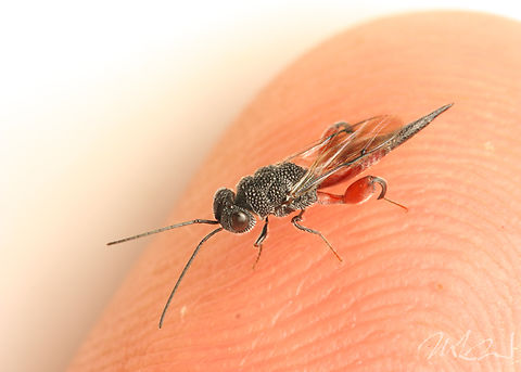 Phasgonophora sulcata