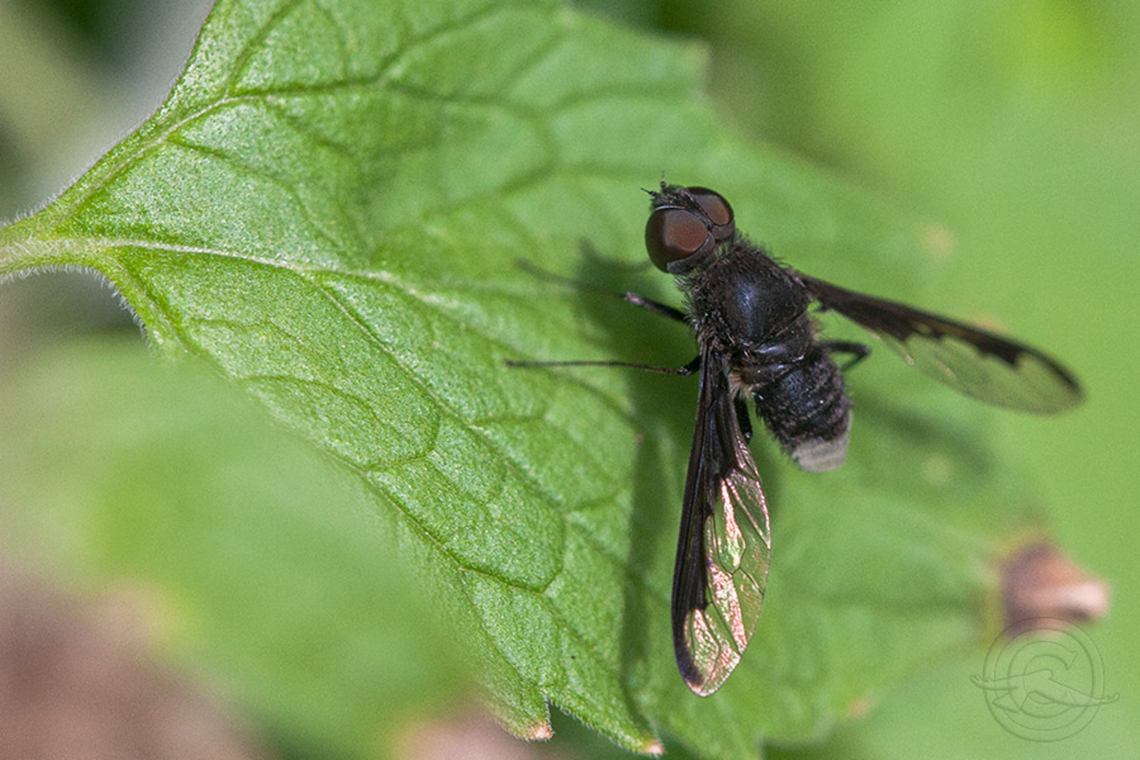 Anthrax argyropygus Bee Fly (Anthrax argyropygus)  Anthrax argyropygus