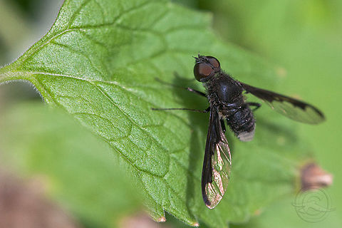 Anthrax argyropygus Bee Fly (Anthrax argyropygus)  Anthrax argyropygus