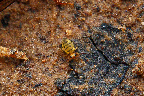 Sminthurinus henshawi Sminthurinus henshawi is a species of globular springtail in the family Katiannidae.

ID @ iNaturalist - https://www.inaturalist.org/observations/146788609 Katiannidae,Sminthurinus henshawi,United States,globular springtail