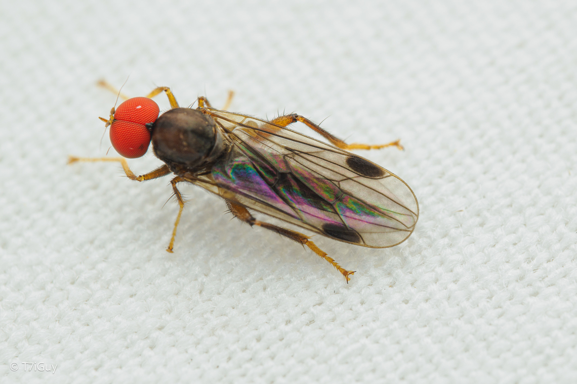 Syneches thoracicus Syneches thoracicus is a species of hybotid dance fly in the family Hybotidae.<br />
Hybotidae, the typical dance flies, are a family of true flies. Some, such as Tachydromia, are predators that run around on the bark of trees in complex patterns, hence the common name.  Geotagged,Spring,Syneches thoracicus,United States,hybotid dance fly,insect