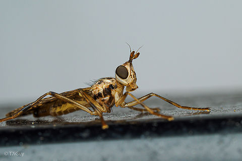 Boreothrinax maculipennis Boreothrinax maculipennis - Scarab Pursuing Flies (Family Pyrgotidae)
As larvae, Pyrgotidae are specialized parasitoids of adult
June beetles, and adult Pyrgotidae can be found at lamps
at night, along with their nocturnal hosts.
 Boreothrinax maculipennis,Pyrgotidae,Scarab Pursuing Flies,insect,parasitoids