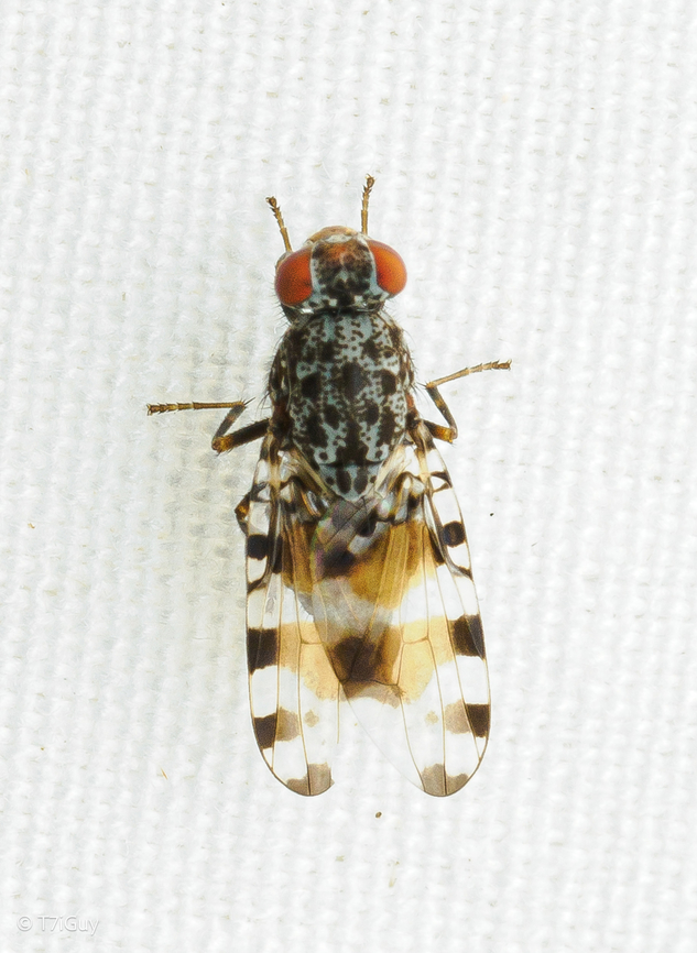 Pseudotephritis vau Pseudotephritis vau is a species of picture-winged fly in the family Ulidiidae. Pseudotephritis vau,flies