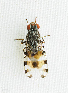 Pseudotephritis vau Pseudotephritis vau is a species of picture-winged fly in the family Ulidiidae. Pseudotephritis vau,flies