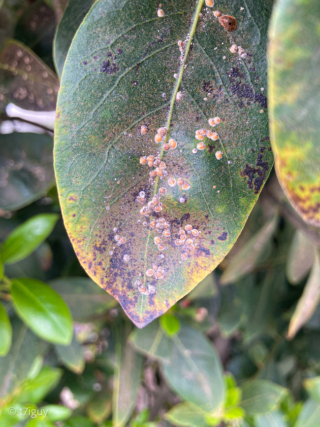 Aonidia lauri - Bay Scale Observed @ LAX - Tom Bradley International Airport in courtyard area near Parking 3<br />
ID'd by Benjamin Normark on iNaturalist @ - <a href="https://www.inaturalist.org/observations/281266961" rel="nofollow">https://www.inaturalist.org/observations/281266961</a><br />
<br />
Aonidia lauri (Bouche) (Hemiptera: Diaspididae) is a serious pest of laurel (Laurus nobilis L.) in urban parts of the City of Podgorica (Montenegro). Severe infestation causes chlorotic spots and necrotic rings around feeding spots, drying and dieback of leaves and buds. In addition, plants become physiologically weak and lose in aesthetic quality, while continuous infestation in urban areas often leads to partial or complete drying of plants. This study of the biology of A. lauri on L. nobilis was carried out at three locations in Podgorica ('Stara Varoš', 'Centar' and 'Preko Morače'), Montenegro, in 2010 and 2011. A. lauri developed three generations annually and overwintered on laurel leaves and branches as the second-instar nymph-larval stage. An extended period of larval development ensures a continuous presence of all development stages on plants, which leads to overlapping of generations. Sporadic predatory ladybirds, Chilocorus bipustulatus (L.) (Coleoptera: Coccinellidae), whose larvae and adults feed on scales, were detected inside A. lauri colonies. (REF: <a href="https://paperity.org/p/219988419/bionomy-of-the-laurel-scale-aonidia-lauri-bouche-hemiptera-diaspididae-in-podgorica)" rel="nofollow">https://paperity.org/p/219988419/bionomy-of-the-laurel-scale-aonidia-lauri-bouche-hemiptera-diaspididae-in-podgorica)</a> Aonidia lauri,Bay Scale,California,Geotagged,Laurel Scale,Spring,United States