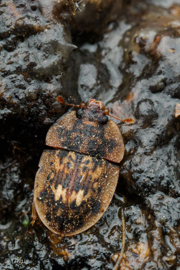 Lobiopa undulata on a Saw-tooth Oak (Quercus acutissima) that was oozing sap.<br />
<br />
Sap-Feeding Beetles<br />
Oak wilt is a serious fungal disease that kills thousands of oak trees in the United States each year. Sap beetles are attracted to fresh wounds on oaks and to the sweet smell of oak wilt spore mats that grow under the bark of diseased trees. The beetles can transmit the oak wilt fungus to fresh wounds on healthy oak trees, leading to new infections. Pruning healthy oaks during the growing season increases the chance of sap beetles infecting them with oak wilt. To prevent oak wilt, avoid pruning or wounding oak trees in the spring and summer when spore mats are present and the beetles are the most active. - <a href="https://extapps.dec.ny.gov/docs/lands_forests_pdf/oakwiltposter.pdf" rel="nofollow">https://extapps.dec.ny.gov/docs/lands_forests_pdf/oakwiltposter.pdf</a><br />
 Lobiopa undulata,Sap-Feeding Beetles,United States