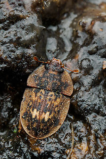 Lobiopa undulata on a Saw-tooth Oak (Quercus acutissima) that was oozing sap.

Sap-Feeding Beetles
Oak wilt is a serious fungal disease that kills thousands of oak trees in the United States each year. Sap beetles are attracted to fresh wounds on oaks and to the sweet smell of oak wilt spore mats that grow under the bark of diseased trees. The beetles can transmit the oak wilt fungus to fresh wounds on healthy oak trees, leading to new infections. Pruning healthy oaks during the growing season increases the chance of sap beetles infecting them with oak wilt. To prevent oak wilt, avoid pruning or wounding oak trees in the spring and summer when spore mats are present and the beetles are the most active. - https://extapps.dec.ny.gov/docs/lands_forests_pdf/oakwiltposter.pdf
 Lobiopa undulata,Sap-Feeding Beetles,United States