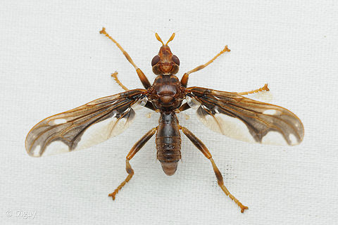 Pyrgota undata Waved Light Fly Geotagged,Pyrgota undata,Spring,United States,Waved Light Fly