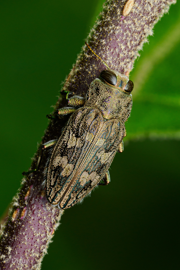 Chrysobothris shawnee Chrysobothris shawnee is a species of metallic wood-boring beetle in the family Buprestidae, found in North America. It typically inhabits large branches and trunks of dead oak trees.<br />
<br />
<figure class="photo"><a href="https://www.jungledragon.com/image/169478/chrysobothris_shawnee.html" title="Chrysobothris shawnee"><img src="https://s3.amazonaws.com/media.jungledragon.com/images/4526/169478_thumb.jpg?AWSAccessKeyId=05GMT0V3GWVNE7GGM1R2&Expires=1769040010&Signature=lwV8LW3b15s40LFoazuGmD4Yc%2BM%3D" width="102" height="152" alt="Chrysobothris shawnee Chrysobothris shawnee - Jewel beetle<br />
<br />
https://www.jungledragon.com/image/169472/chrysobothris_shawnee.html Chrysobothris shawnee,Jewel beetle" /></a></figure> Chrysobothris shawnee