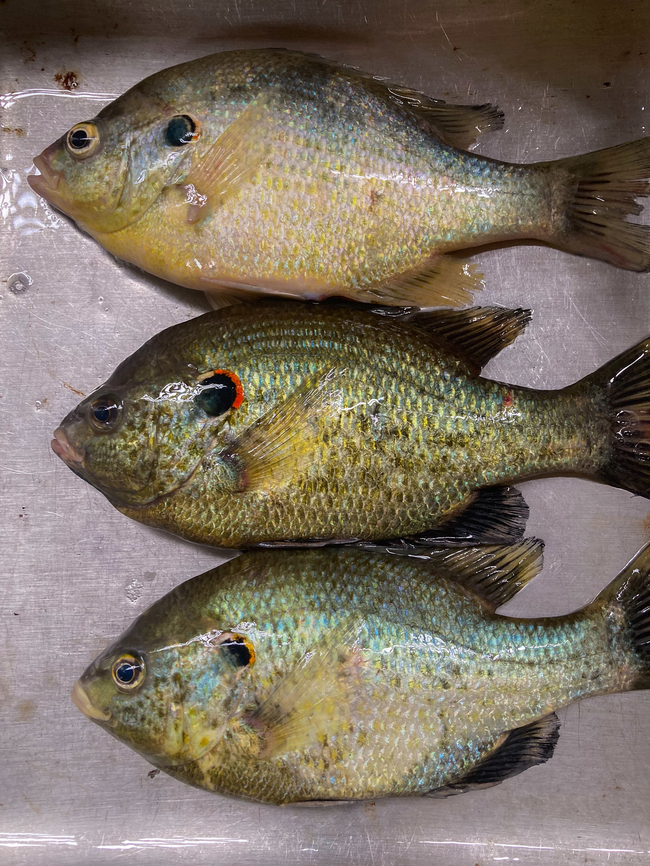 Lepomis microlophus Redear Sunfish (Lepomis microlophus)...females top and bottom, male in the middle Geotagged,Lepomis microlophus,Redear sunfish,Spring,United States