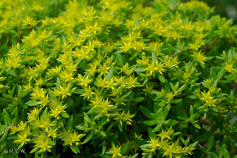 Sedum sarmentosum Stringy Stonecrop (Sedum sarmentosum) has traditionally been used to treat jaundice and various types of liver disease. The leaves, stems and flowers are all considered edible but if large quantities of it are eaten it can cause stomach issues. It is considered invasive in some areas. Sedum sarmentosum,Stringy Stonecrop