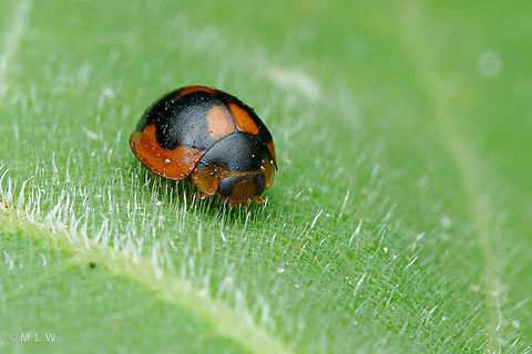 Exochomus marginipennis Exochomus marginipennis Identification--
Gordon (1985) wrote: "There are several color forms of what I consider to be E. marginipennis (Fig. 512 e-h).
The dark colored specimens are mostly restricted to the eastern and southeastern United States. Exochomus marginipennis,Southeastern USA