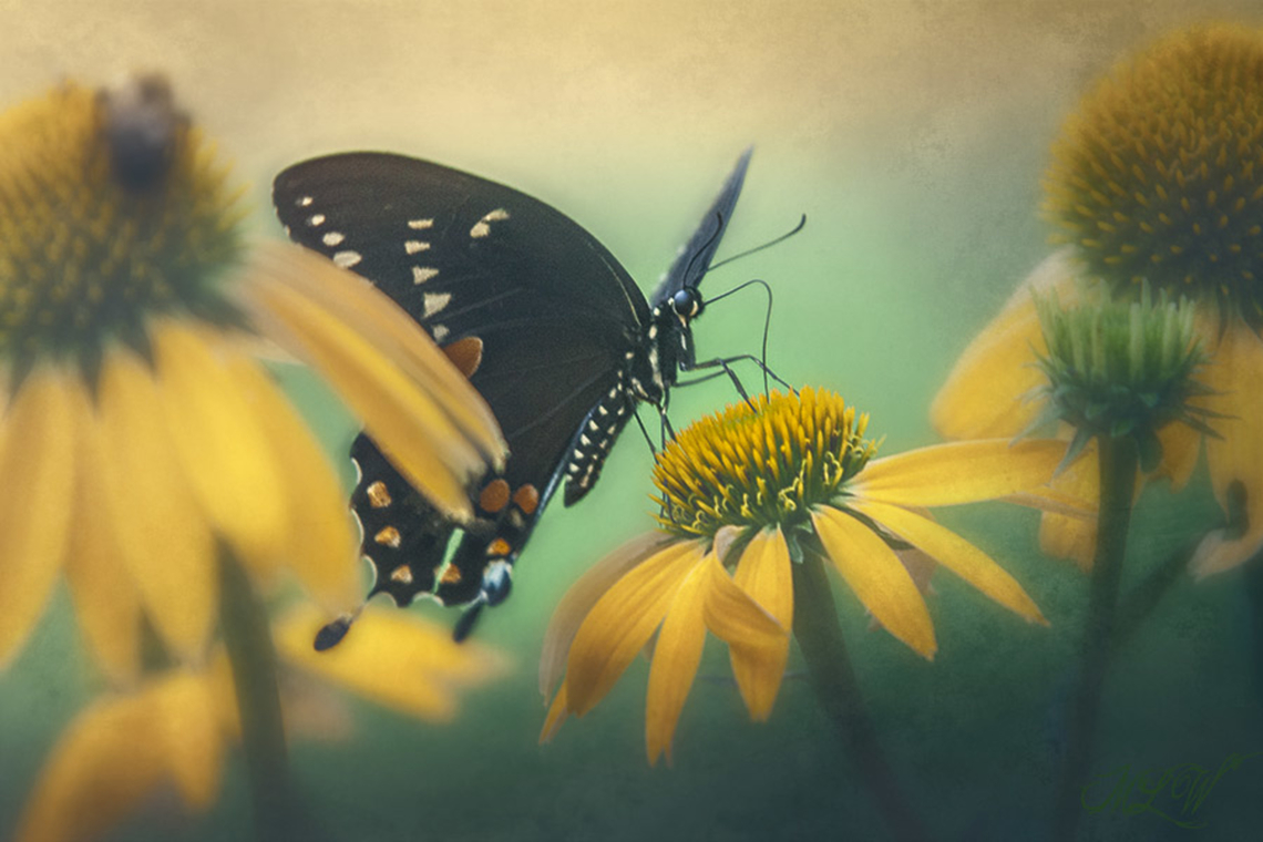 Papilio troilus Papilio troilus, the spicebush swallowtail or green-clouded butterfly, feeding on Echinacea Papilio troilus,Spicebush Swallowtail
