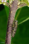 Chrysobothris shawnee Chrysobothris shawnee - Jewel beetle<br />
<br />
https://www.jungledragon.com/image/169472/chrysobothris_shawnee.html Chrysobothris shawnee,Jewel beetle