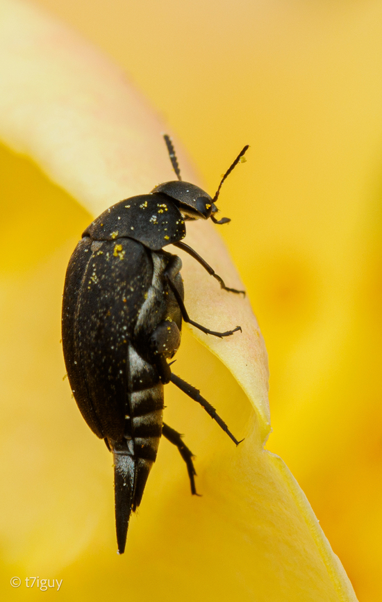 Mordella marginata Tumbling Ragdoll (Mordella marginata) Mordella Marginata,Tumbling Ragdoll