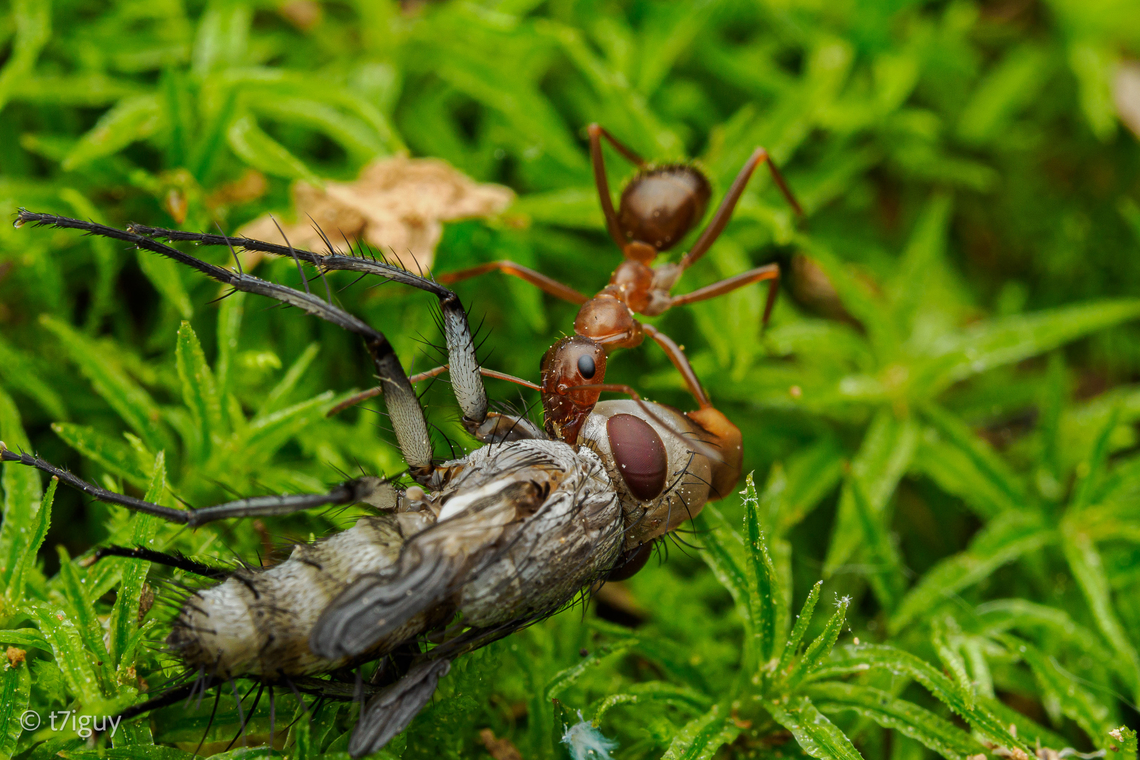 Formica pallidefulva Variable Field Ant (Formica pallidefulva) with prey Formica pallidefulva,Variable Field Ant