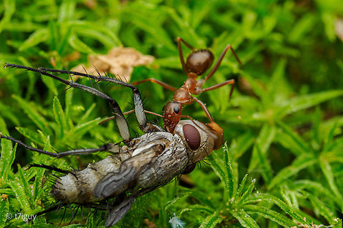 Formica pallidefulva Variable Field Ant (Formica pallidefulva) with prey Formica pallidefulva,Variable Field Ant