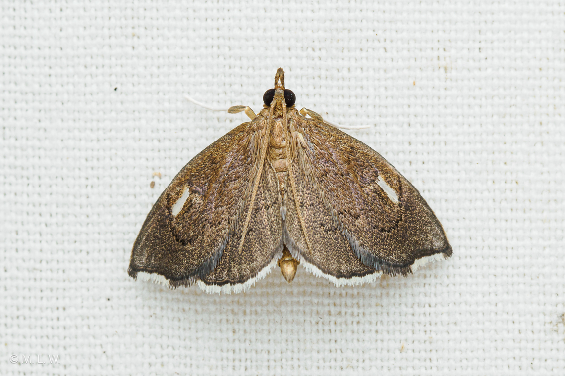 Perispasta caeculalis Titian Peale&#039;s Moth Perispasta caeculalis Perispasta caeculalis,Titian Peale's Moth